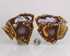 Agate pseudomorph after Coral