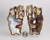 Agate pseudomorph after Coral