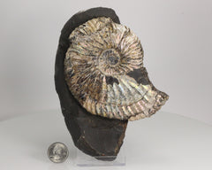 Ammonite on Shale