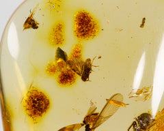 Amber (with insects)
