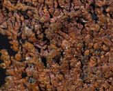 Copper Dendrite