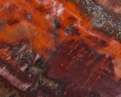Petrified Wood, polished
