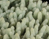 Prehnite