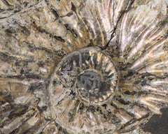 Ammonite on Shale