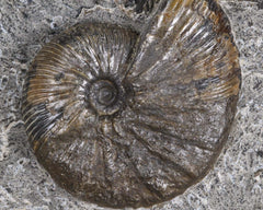 Ammonite on Shale