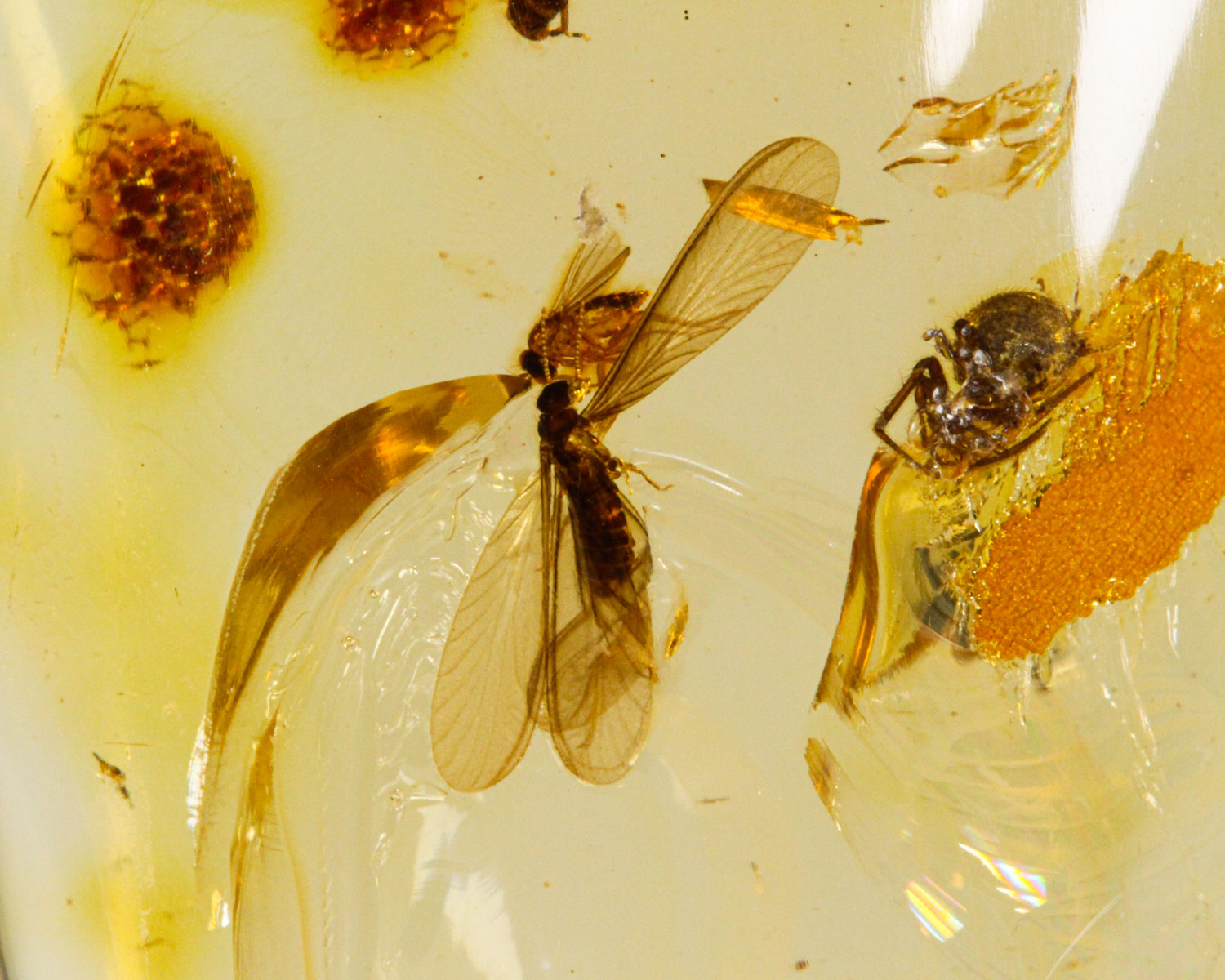 Amber (with insects)