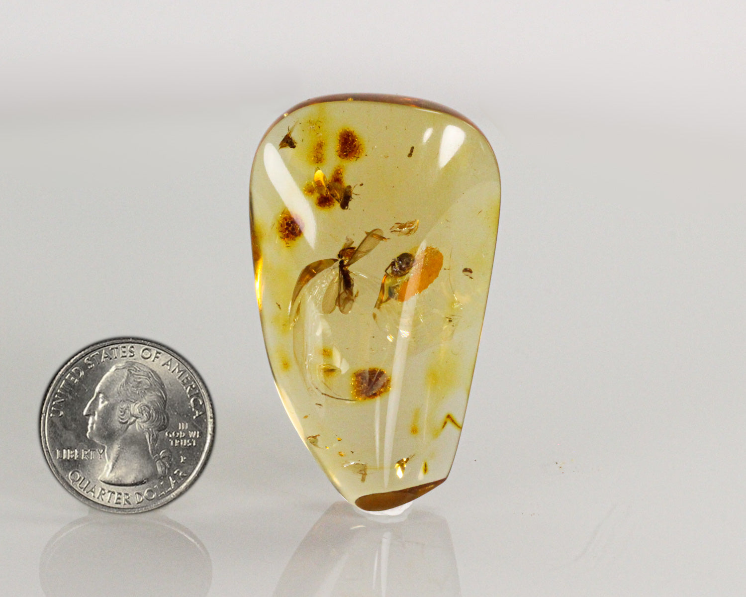 Amber (with insects)