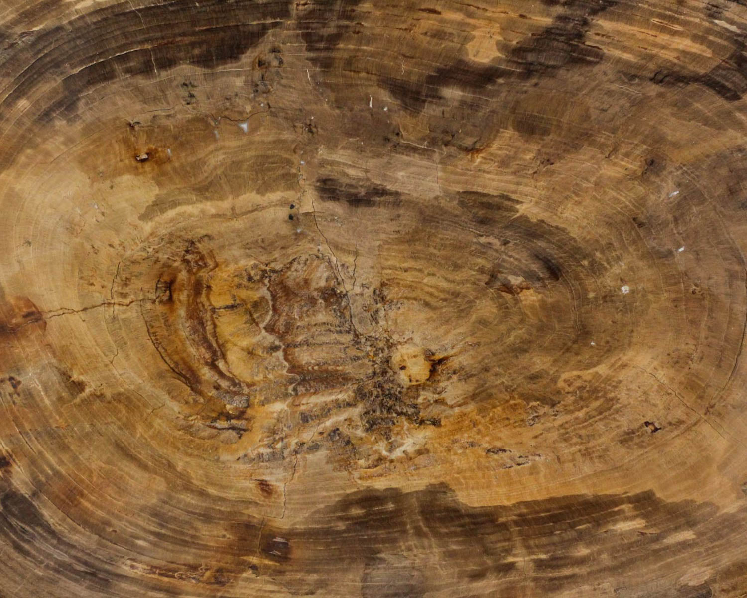 Petrified Conifer Wood Slice/Queensland