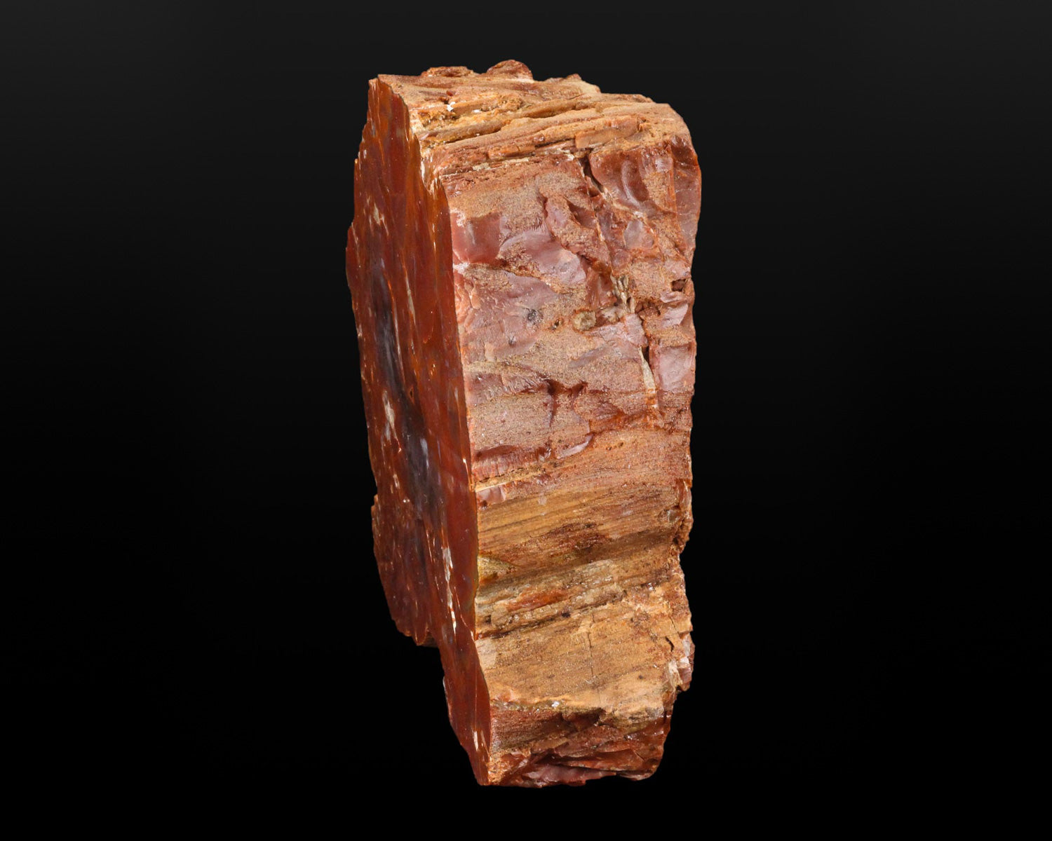 Petrified Wood, polished