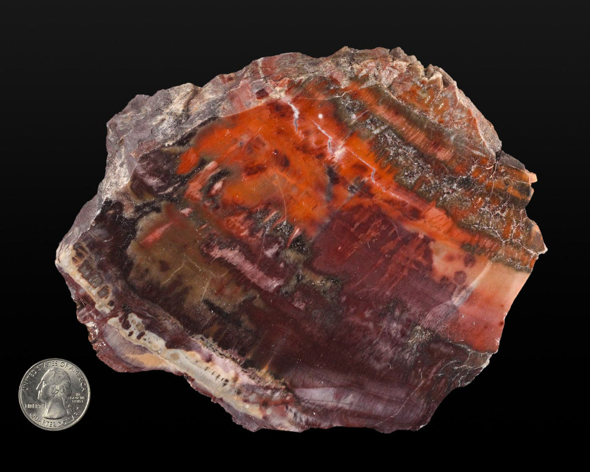 Petrified Wood, polished