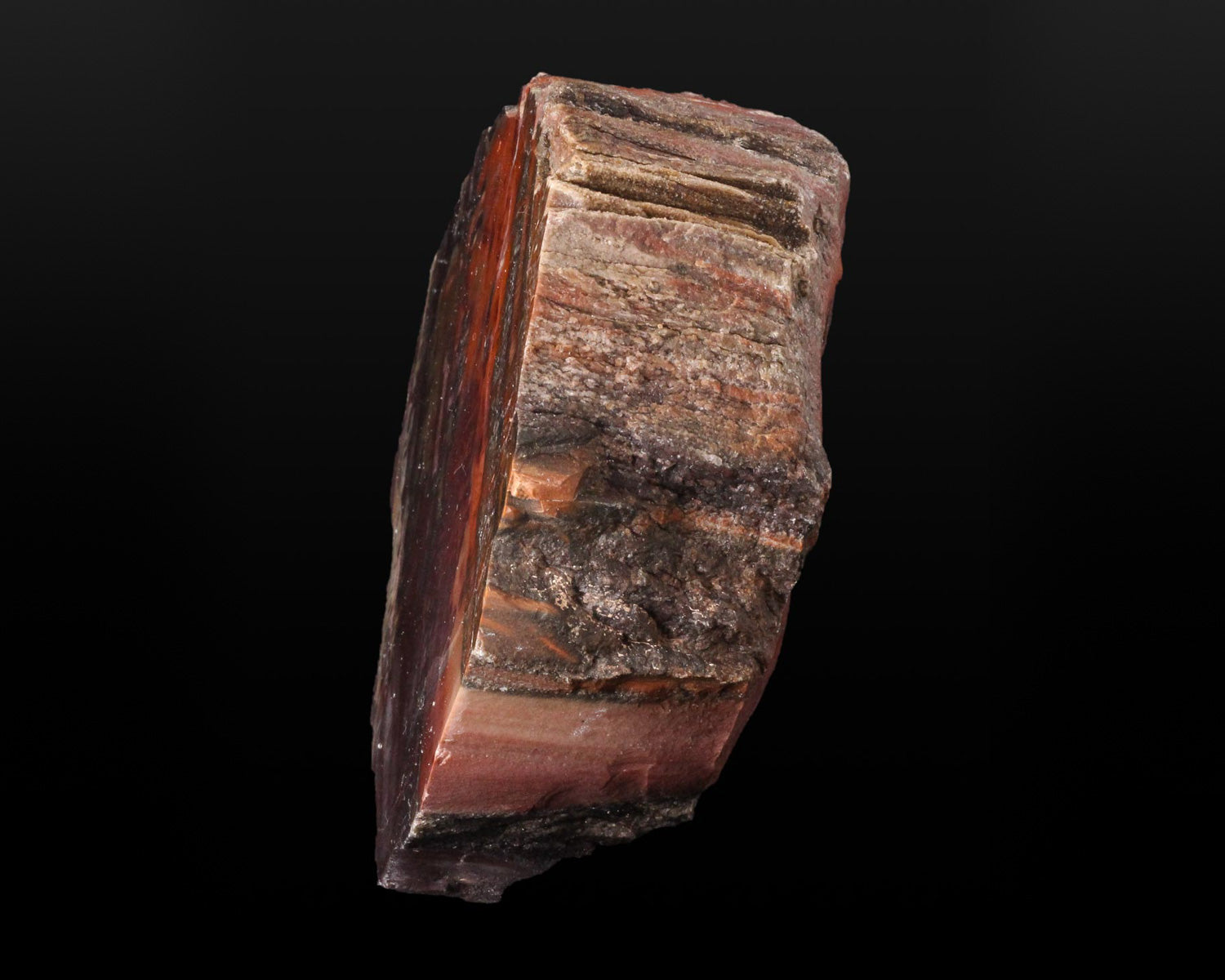 Petrified Wood, polished