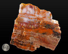 Petrified Wood, polished