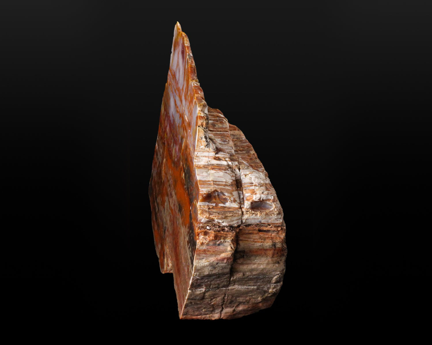 Petrified Wood, polished