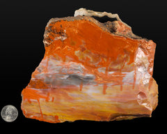 Petrified Wood, polished